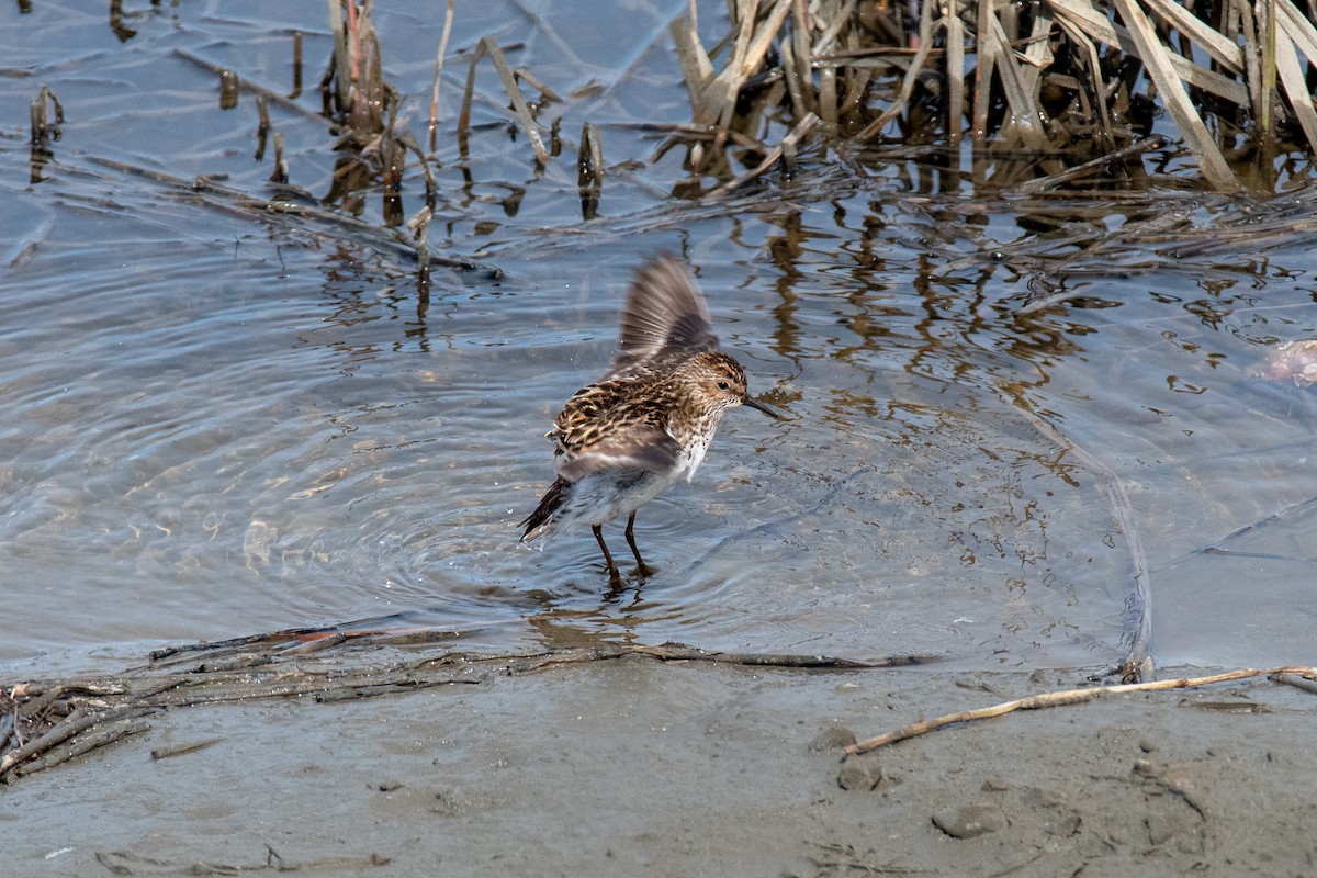 pygmésnipe - ML620513518