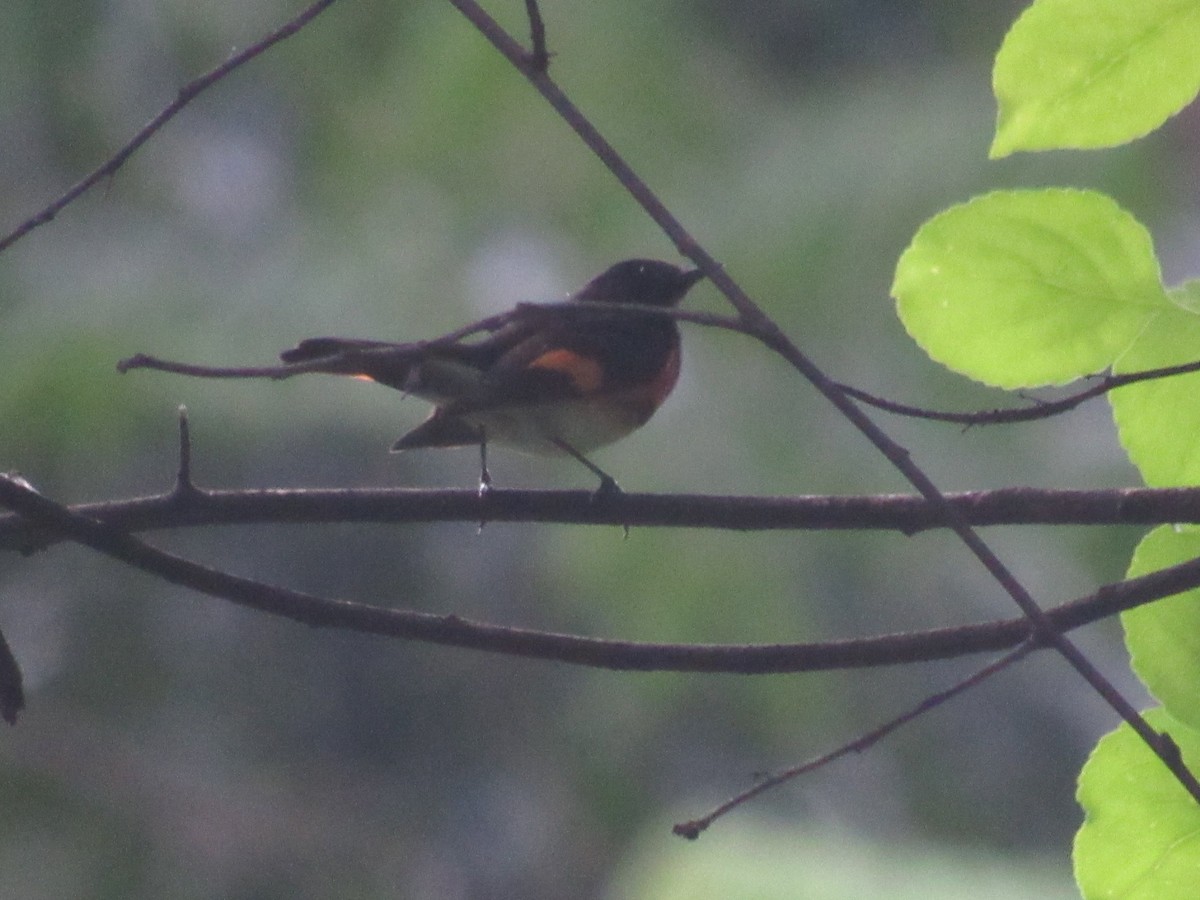 American Redstart - ML620513522