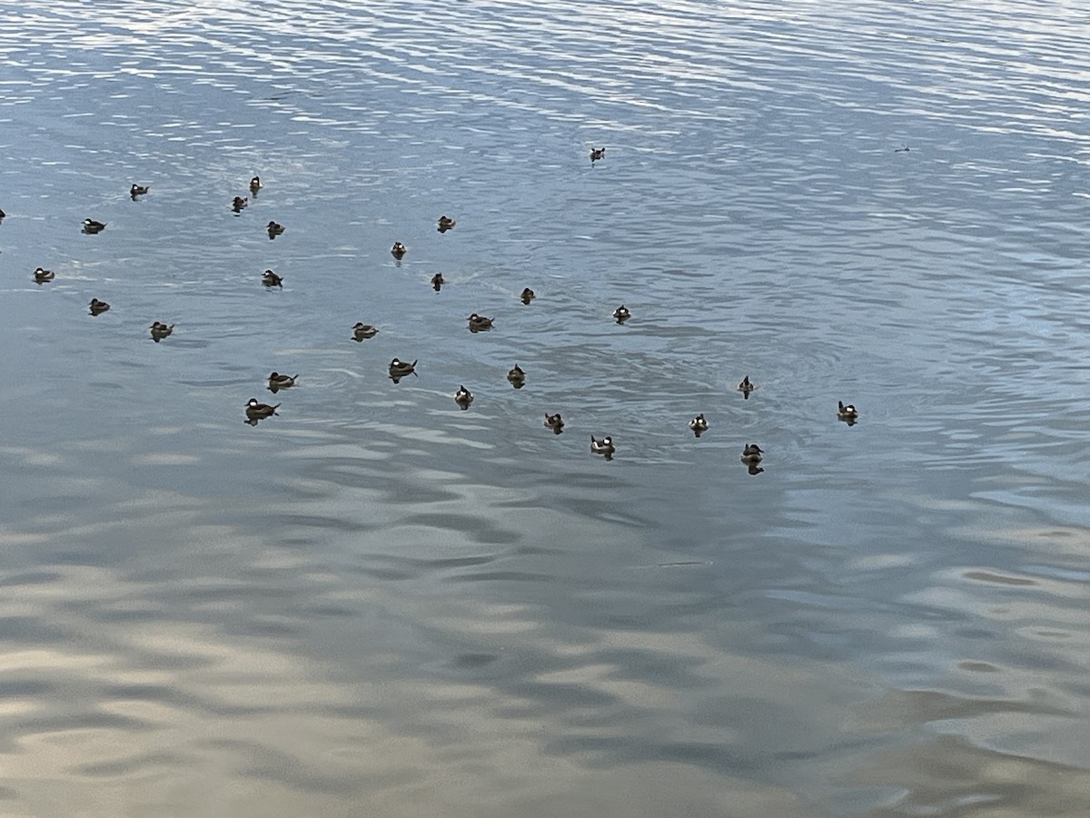 Ruddy Duck - ML620513532