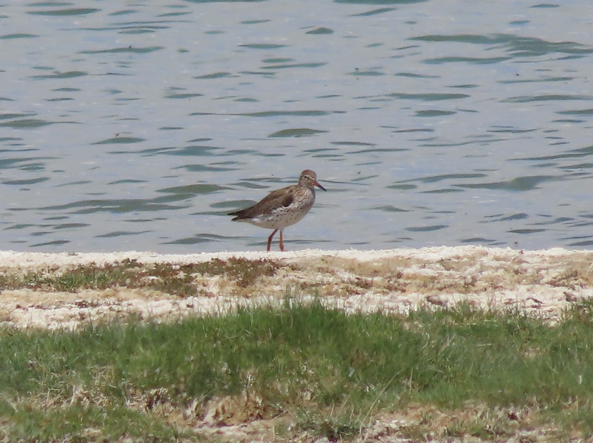 Common Redshank - ML620513538