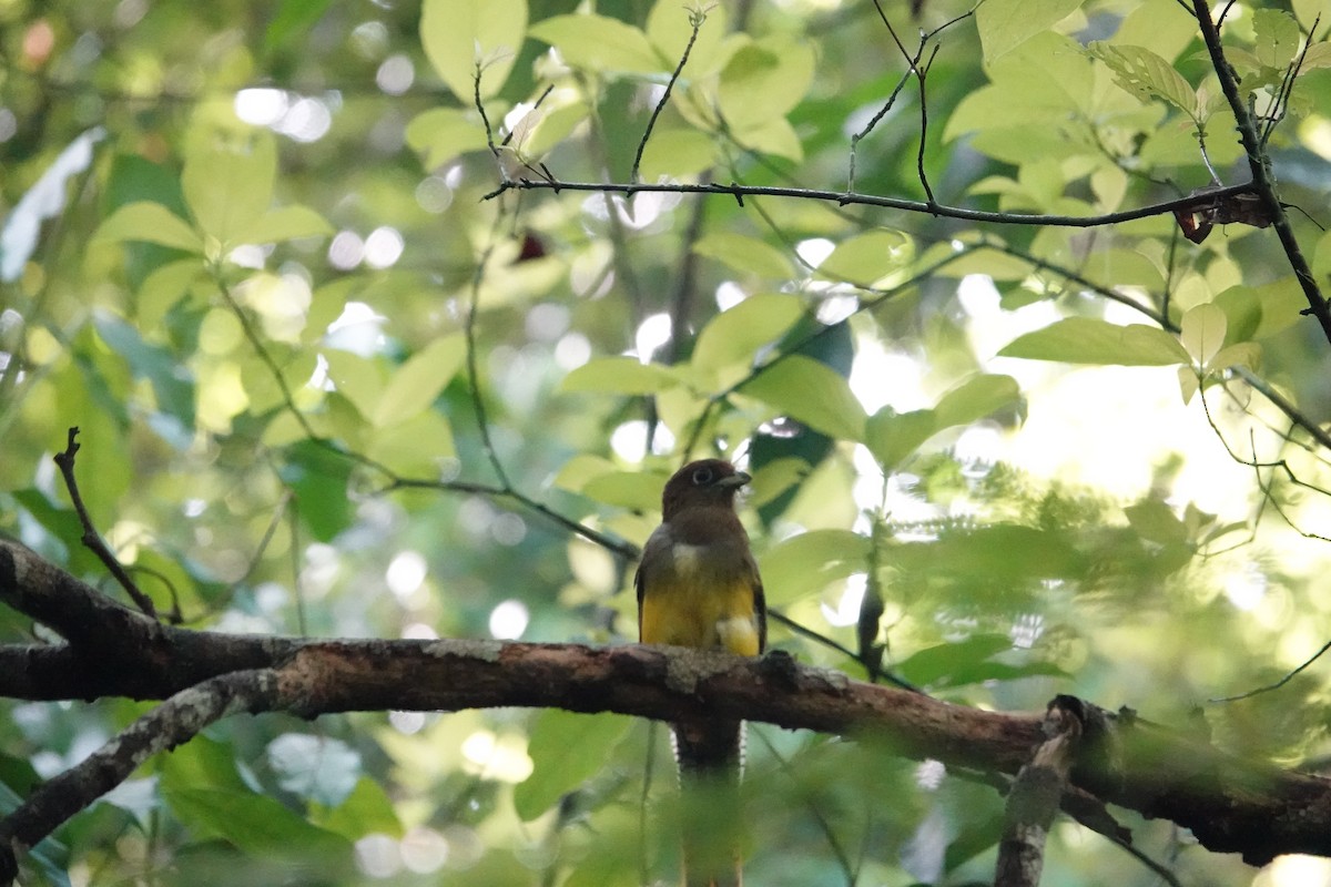 Northern Black-throated Trogon - ML620513572