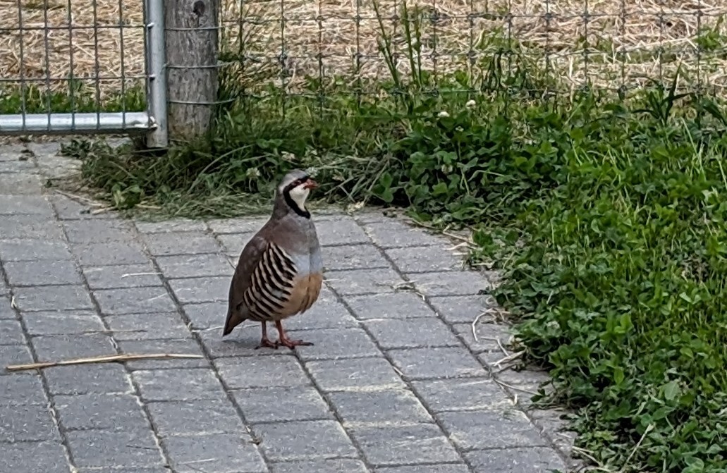 Chukar - ML620513583