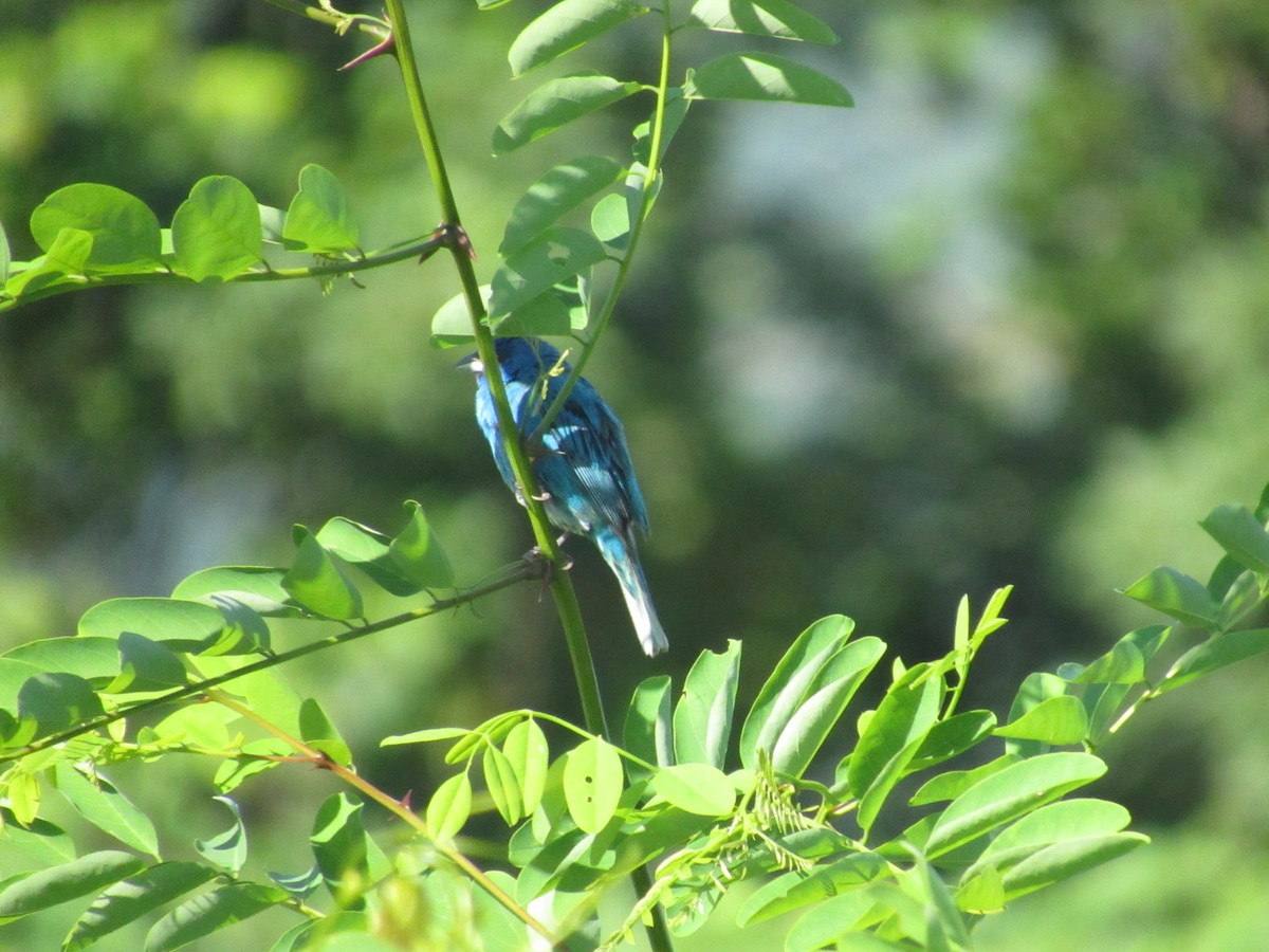 Indigo Bunting - ML620513593