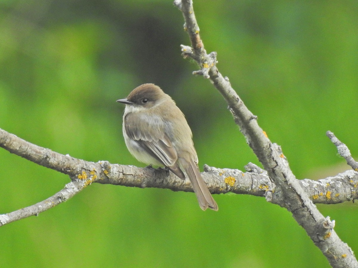 Eastern Phoebe - ML620513596