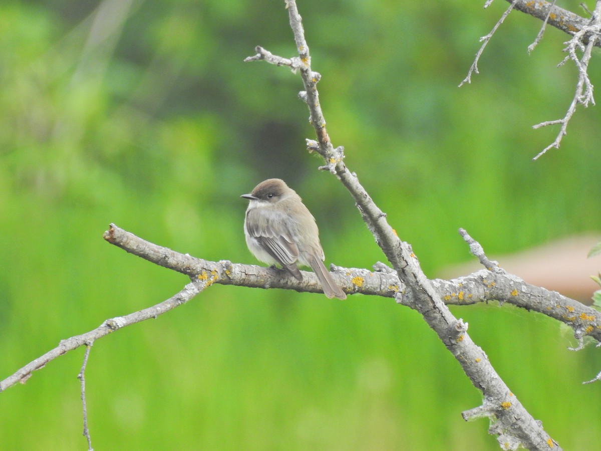 Eastern Phoebe - ML620513600