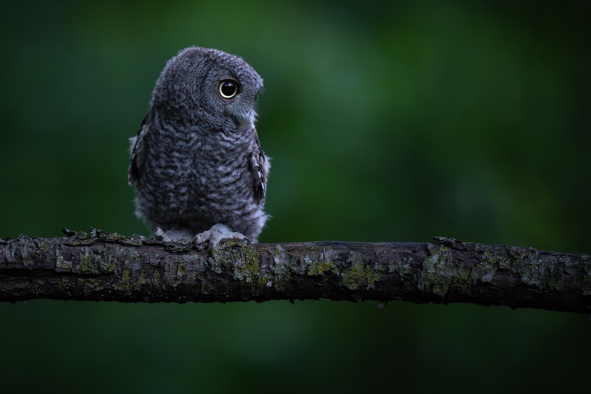 Eastern Screech-Owl - ML620513603