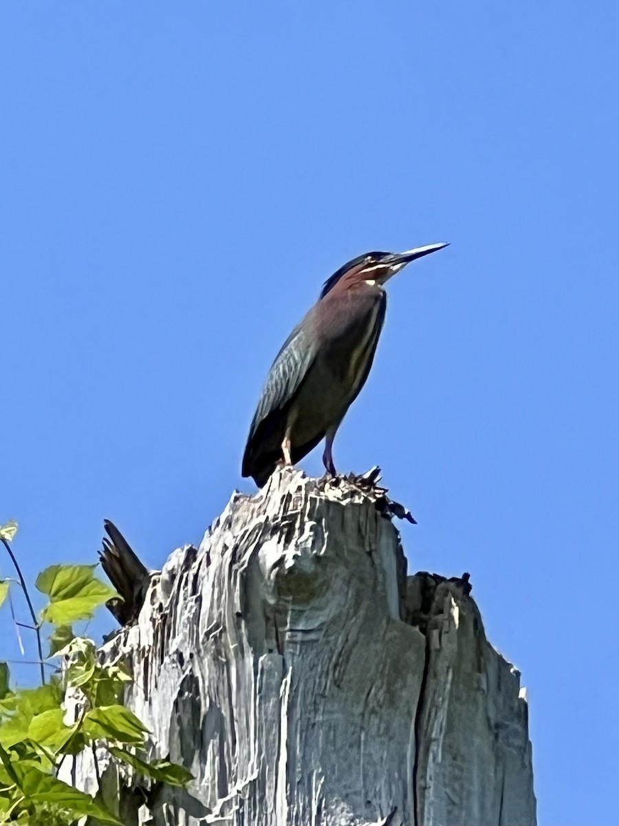 Green Heron - ML620513610