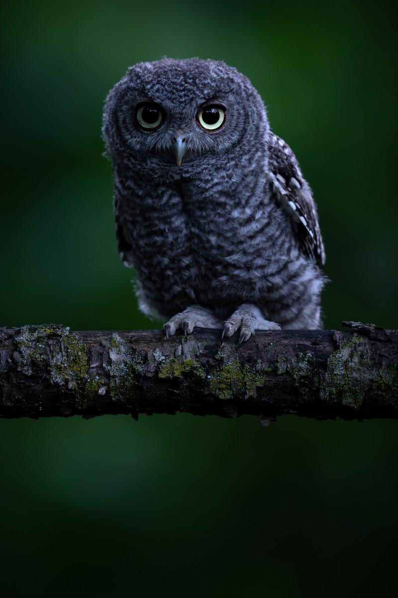 Eastern Screech-Owl - ML620513612