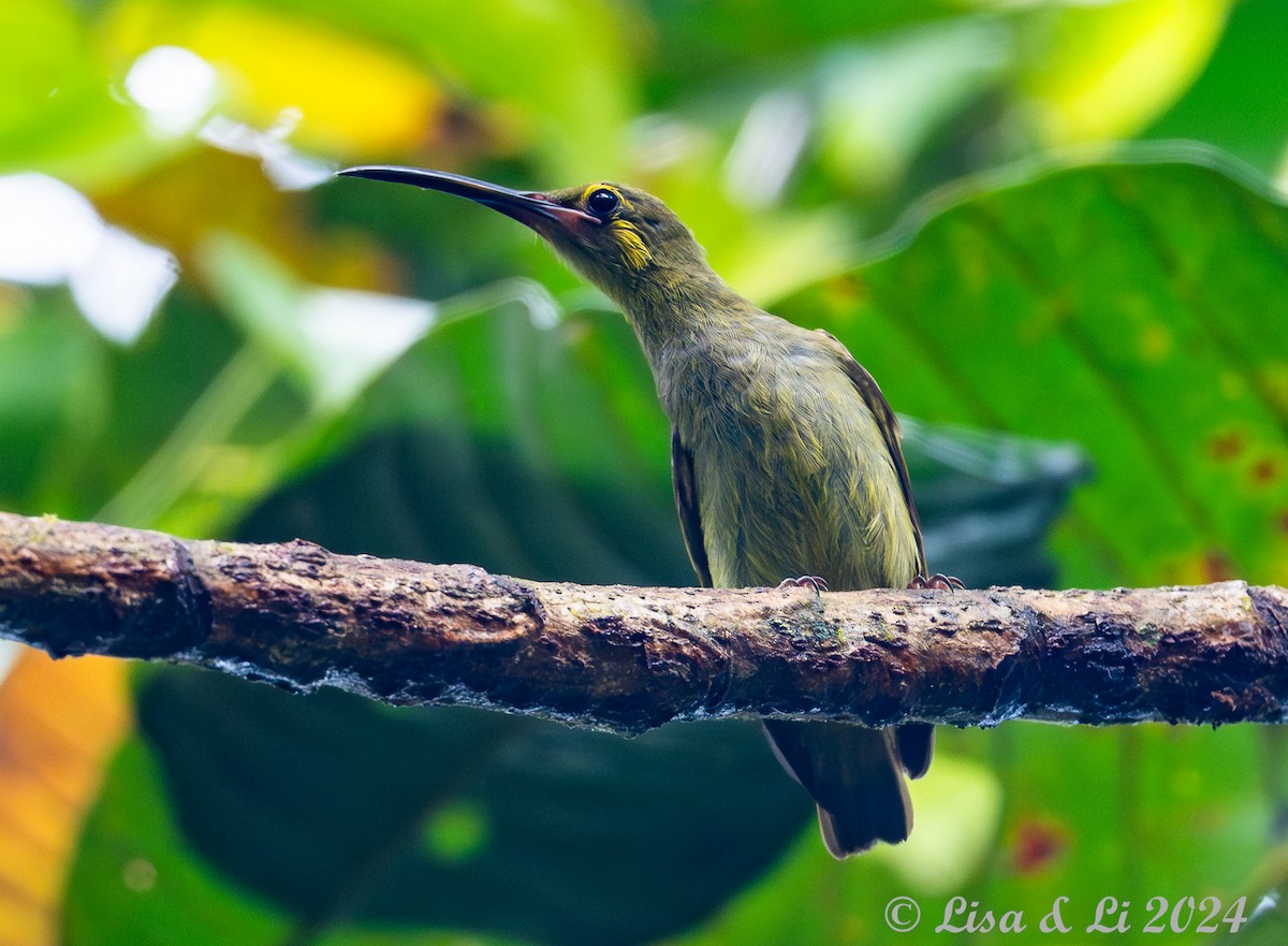 Yellow-eared Spiderhunter - ML620513613