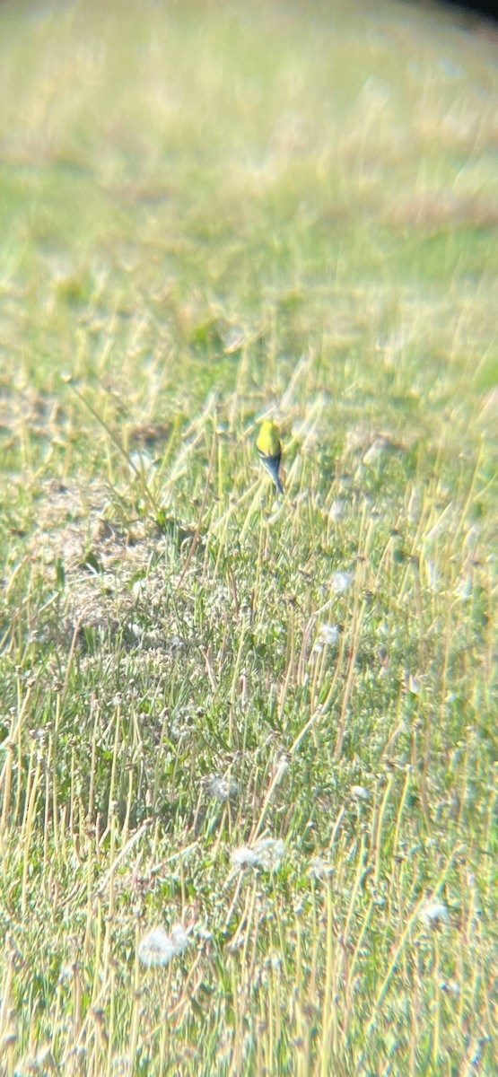 American Goldfinch - ML620513619