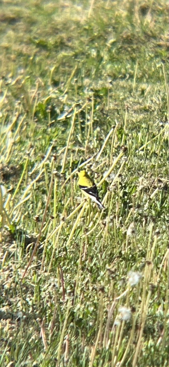 American Goldfinch - ML620513620