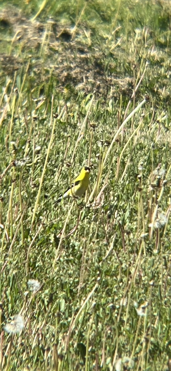 American Goldfinch - ML620513621