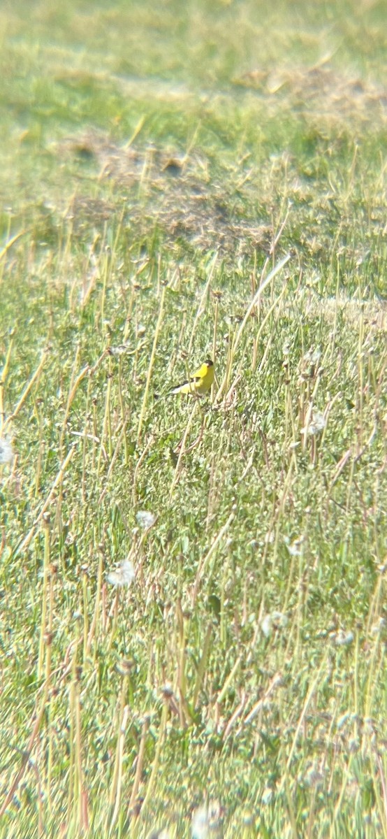 American Goldfinch - ML620513622