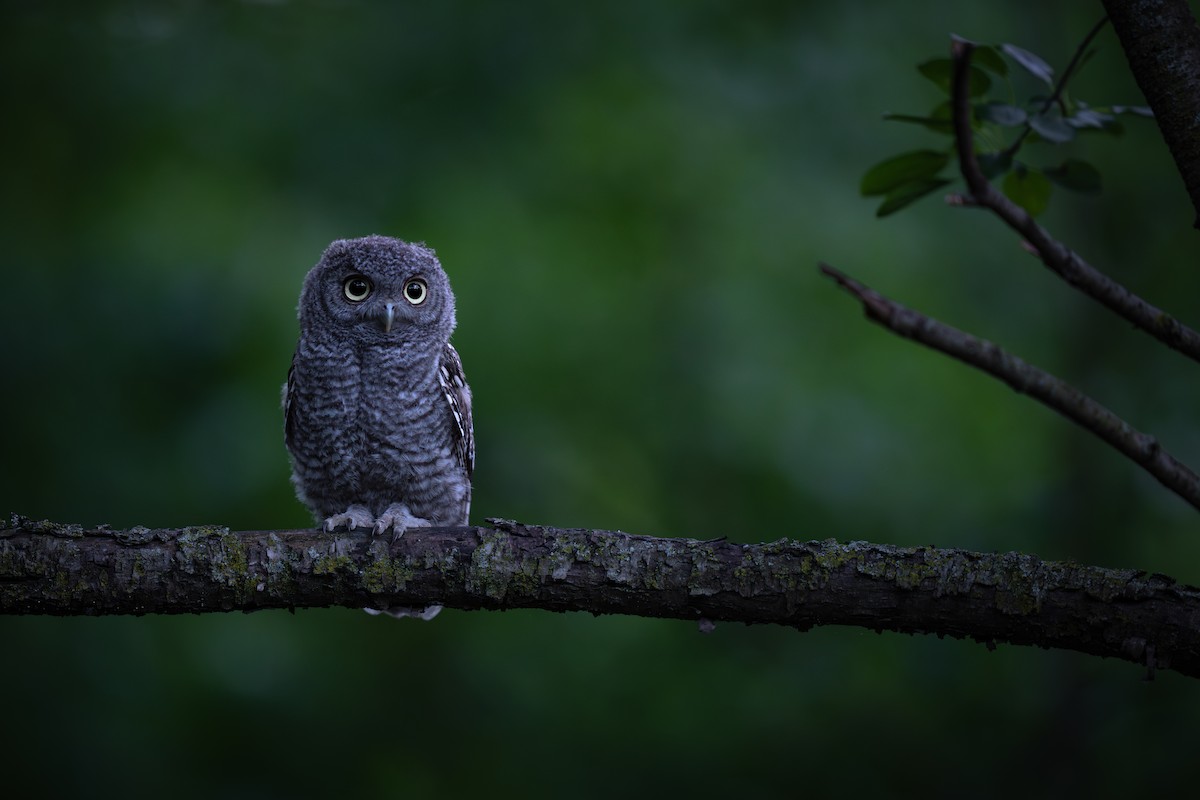 Eastern Screech-Owl - ML620513623