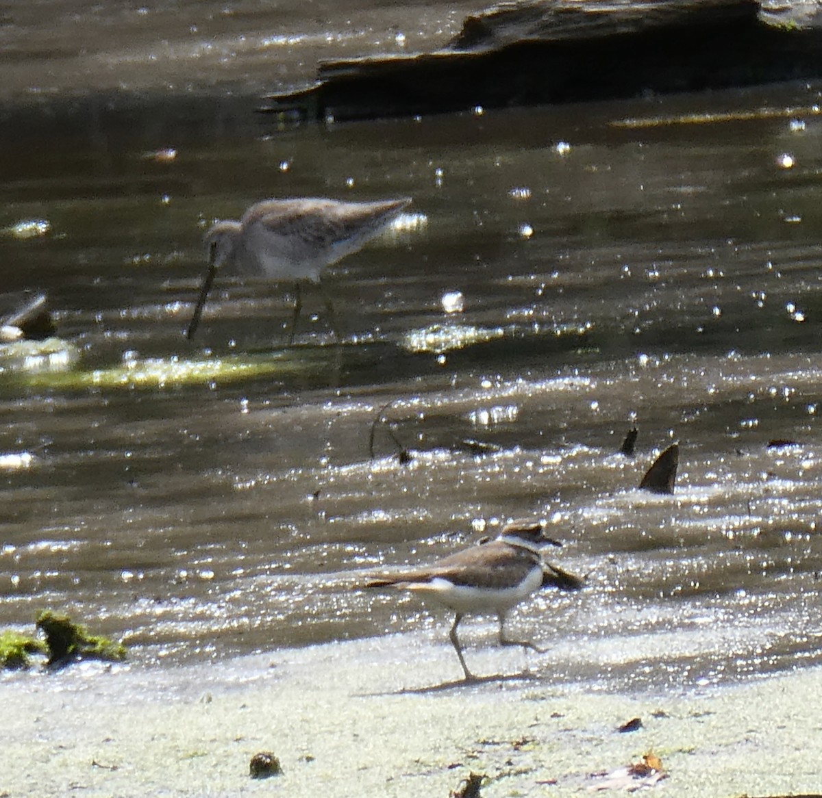 kortnebbekkasinsnipe/langnebbekkasinsnipe - ML620513635