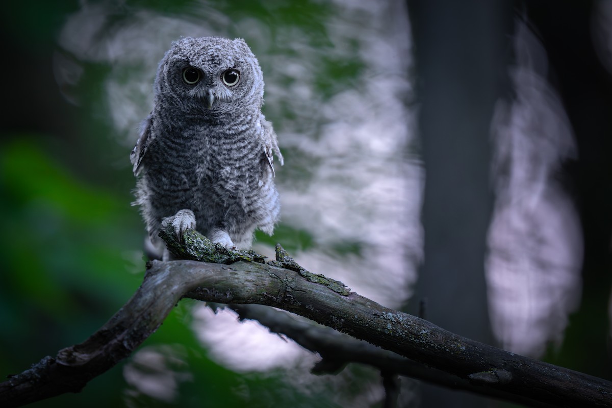 Eastern Screech-Owl - ML620513643