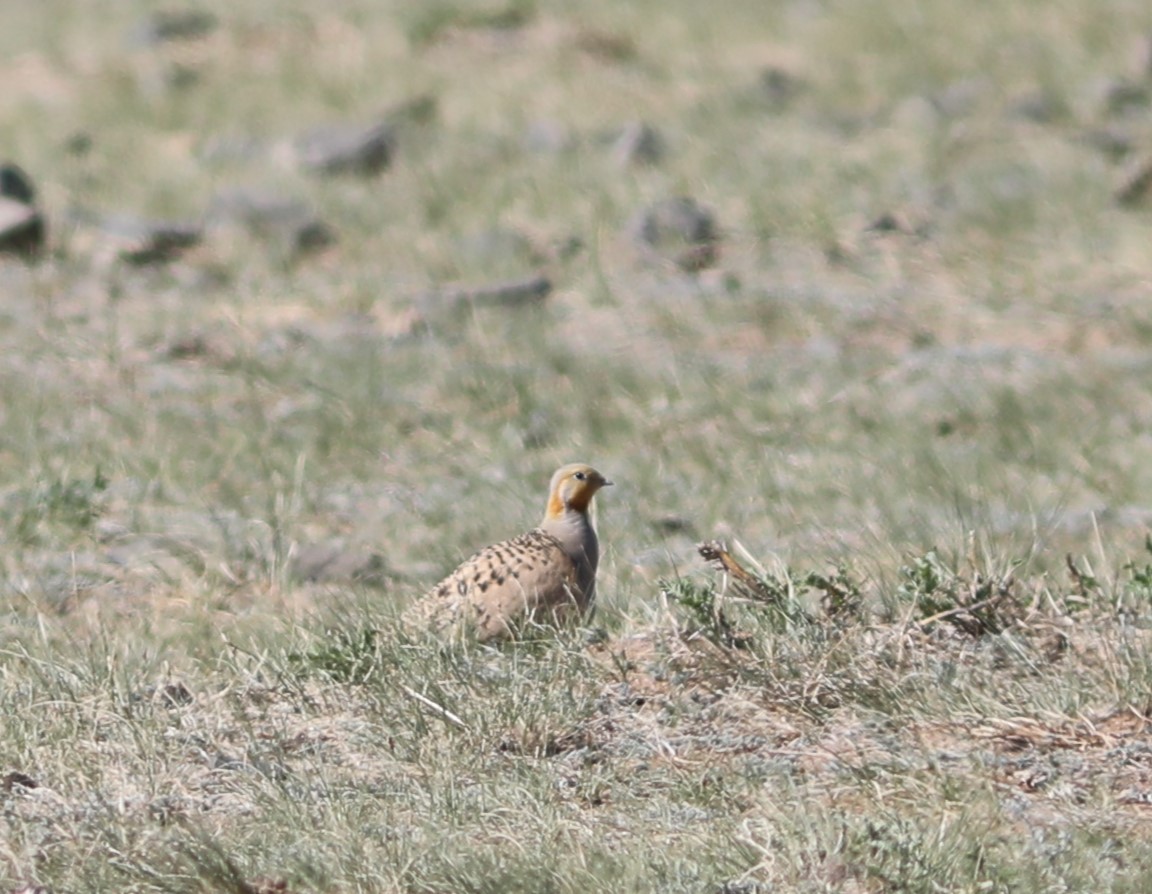 Pallas's Sandgrouse - ML620513650