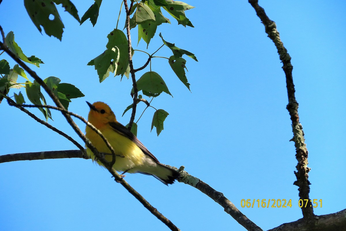 Prothonotary Warbler - ML620513654