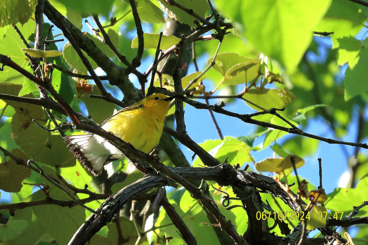 Prothonotary Warbler - ML620513655