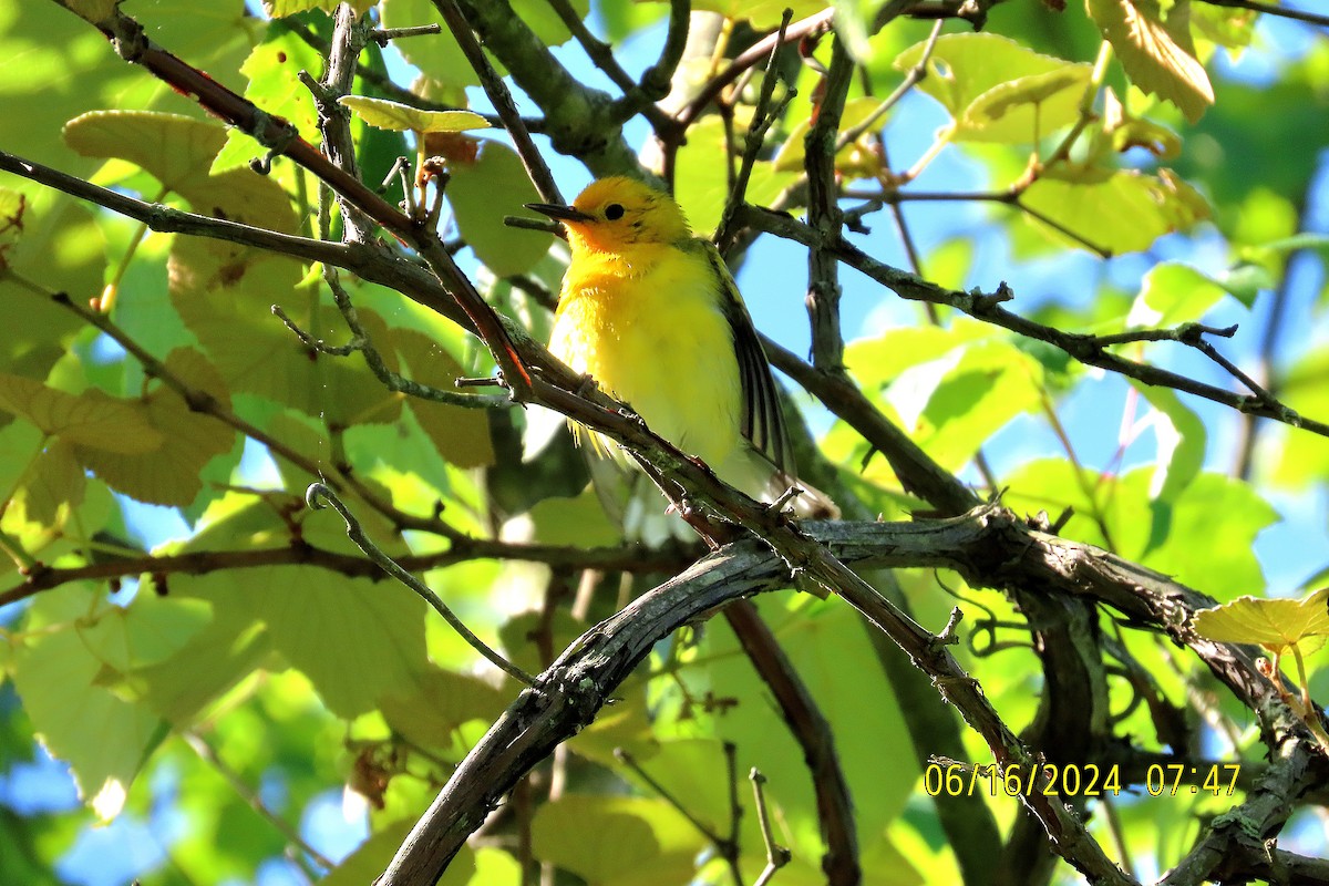 Prothonotary Warbler - ML620513656