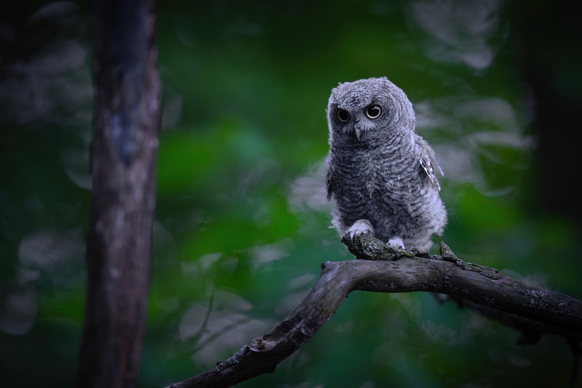 Eastern Screech-Owl - ML620513662