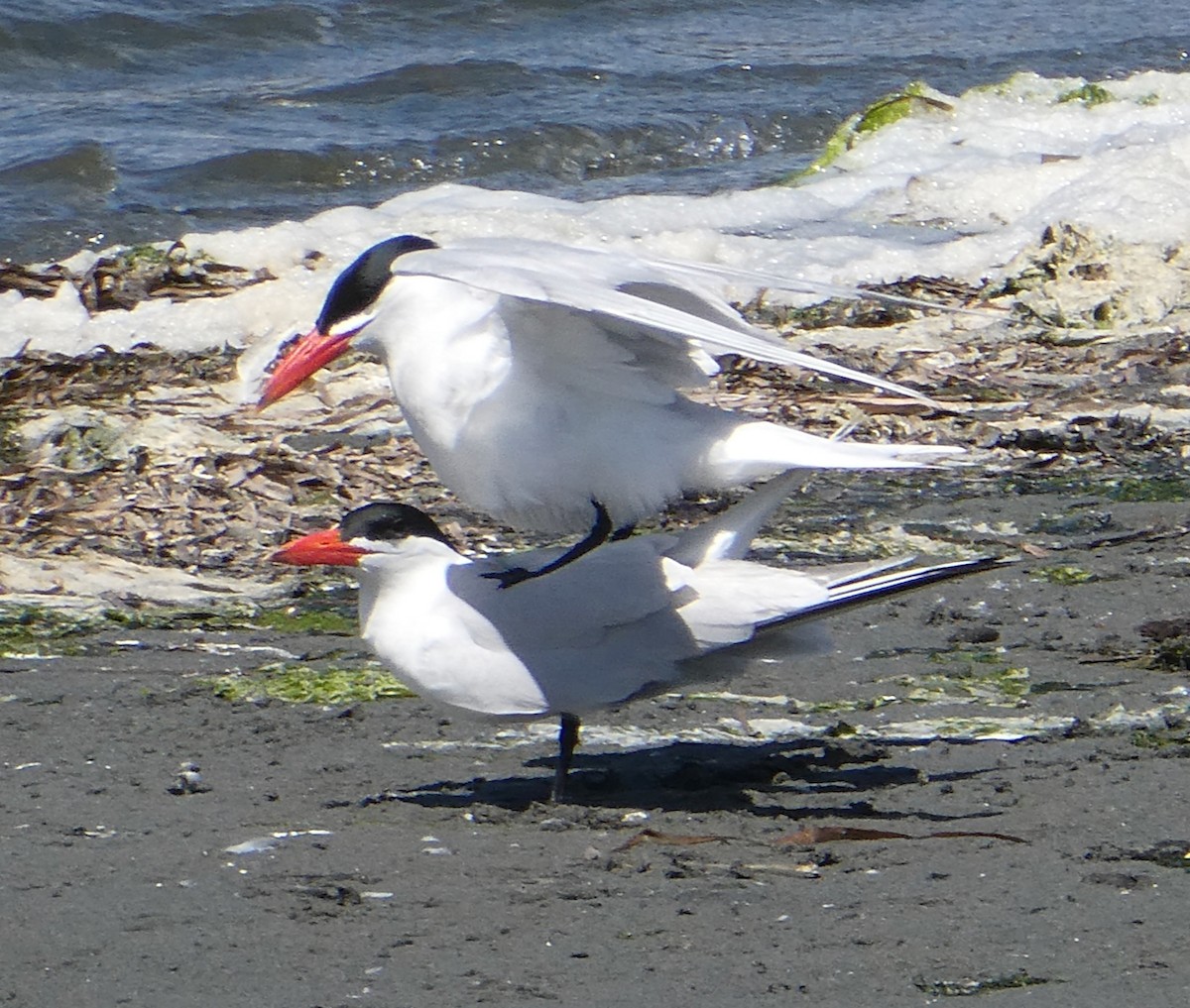 Caspian Tern - ML620513665