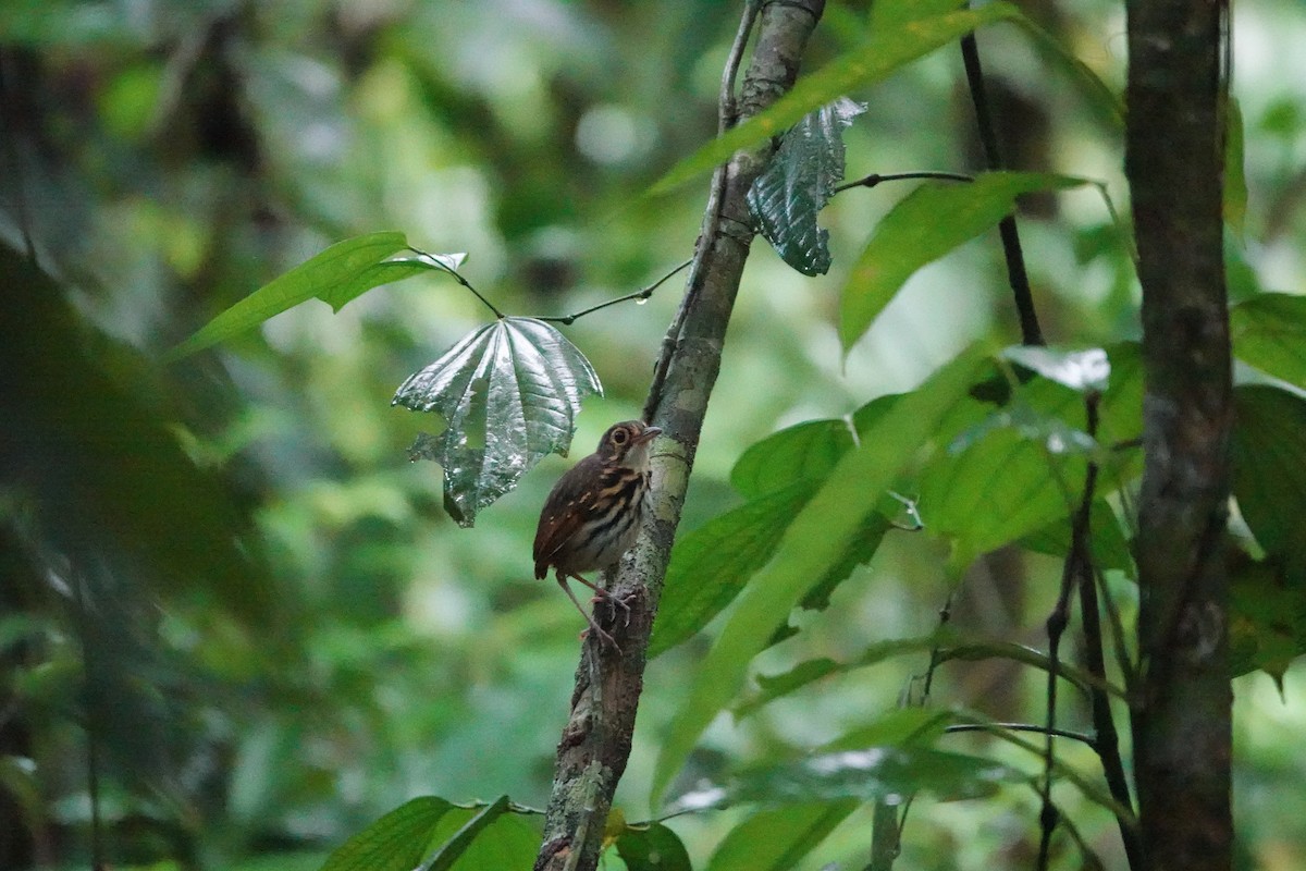 Streak-chested Antpitta - ML620513669