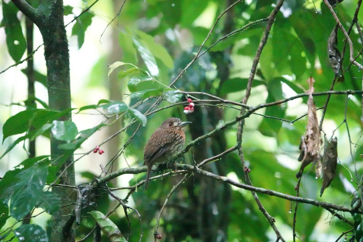 White-whiskered Puffbird - ML620513673