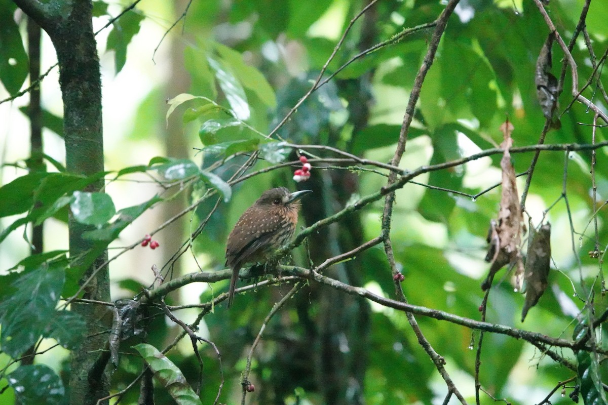 White-whiskered Puffbird - ML620513674