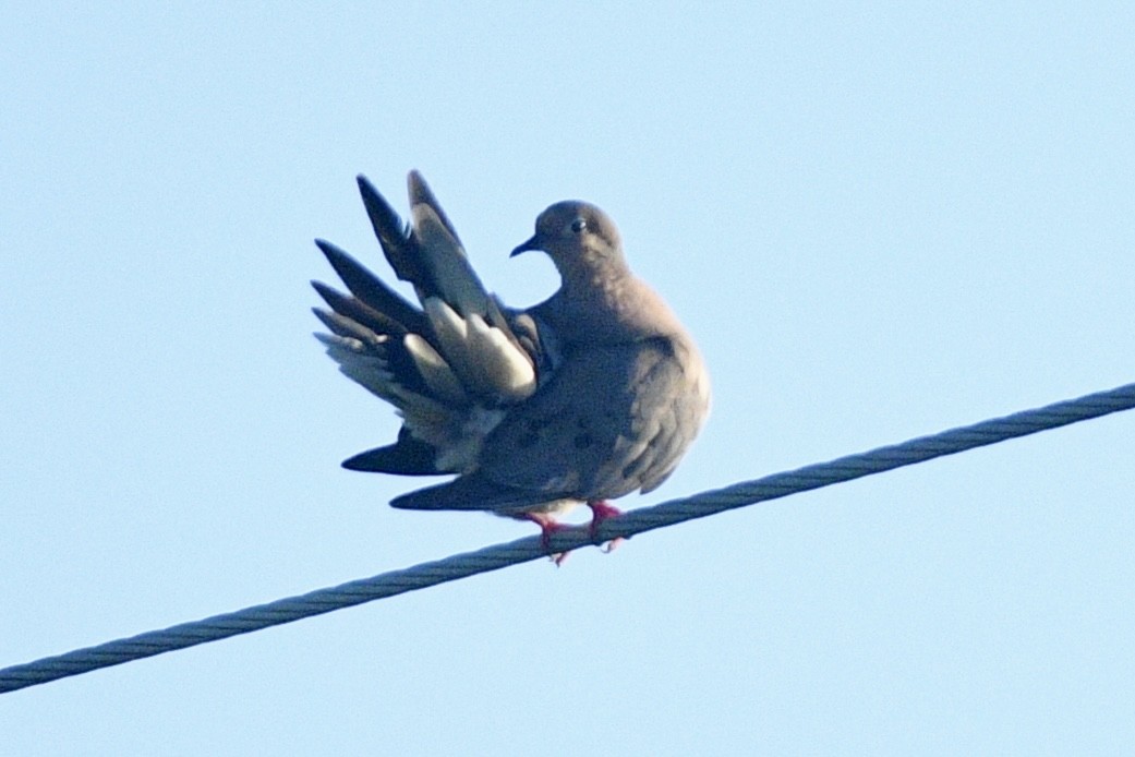 White-winged Dove - jianping dong