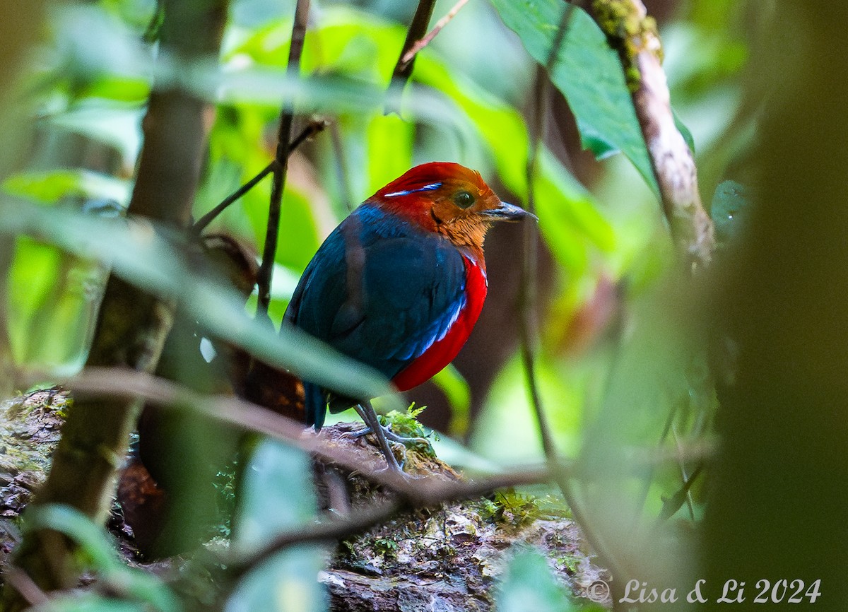 Blue-banded Pitta - ML620513679