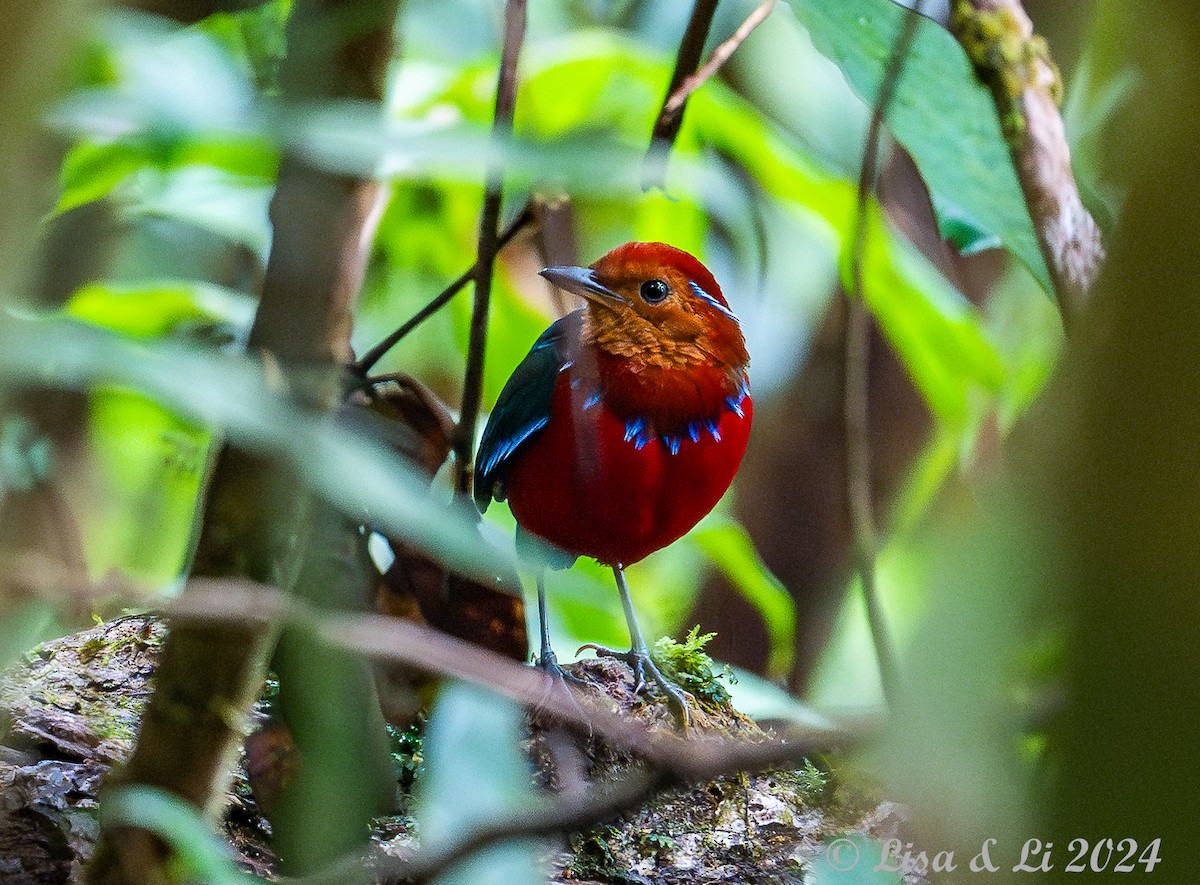 Blue-banded Pitta - ML620513681