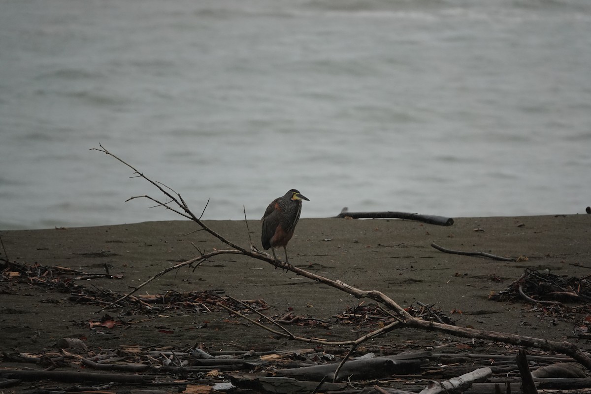 Bare-throated Tiger-Heron - ML620513686