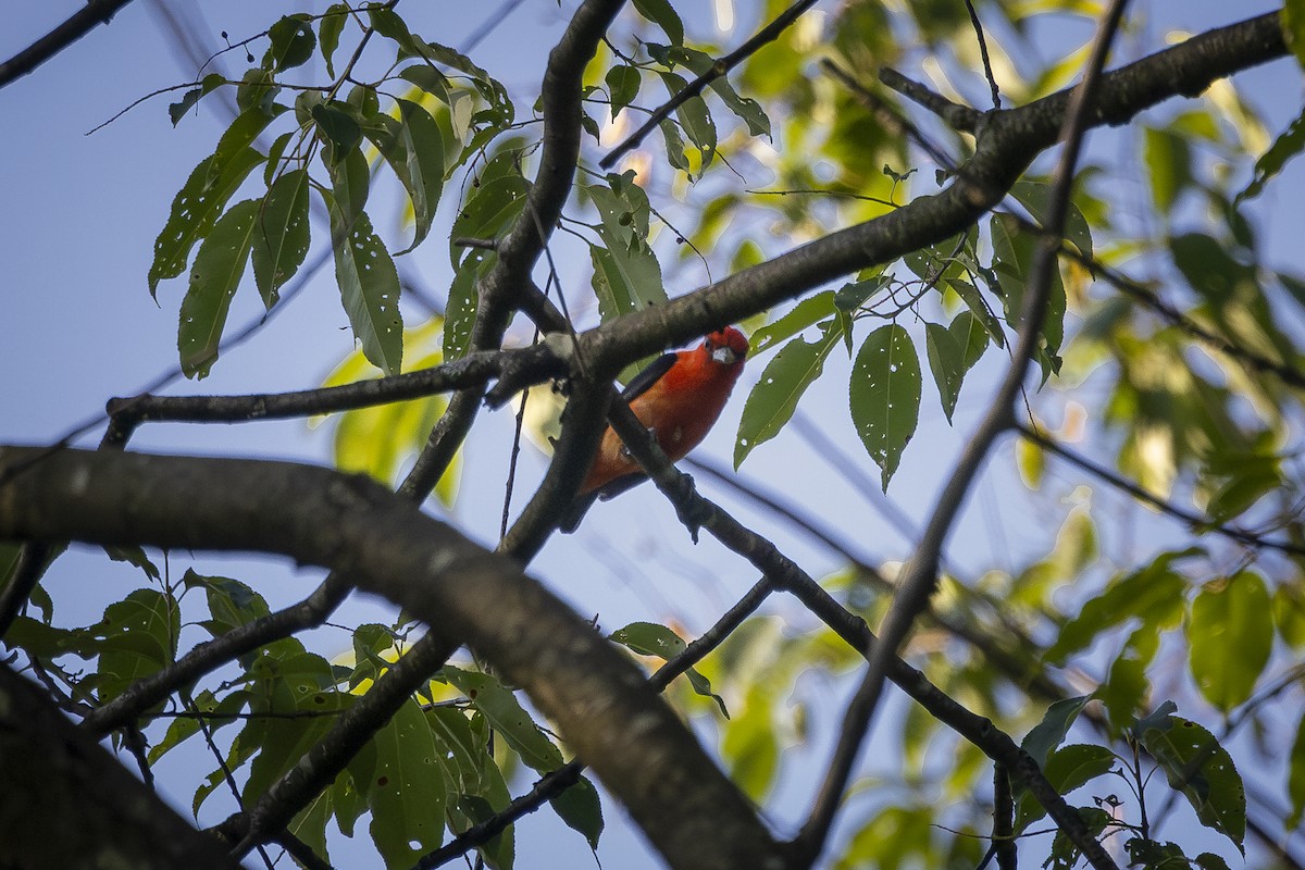 Scarlet Tanager - ML620513687