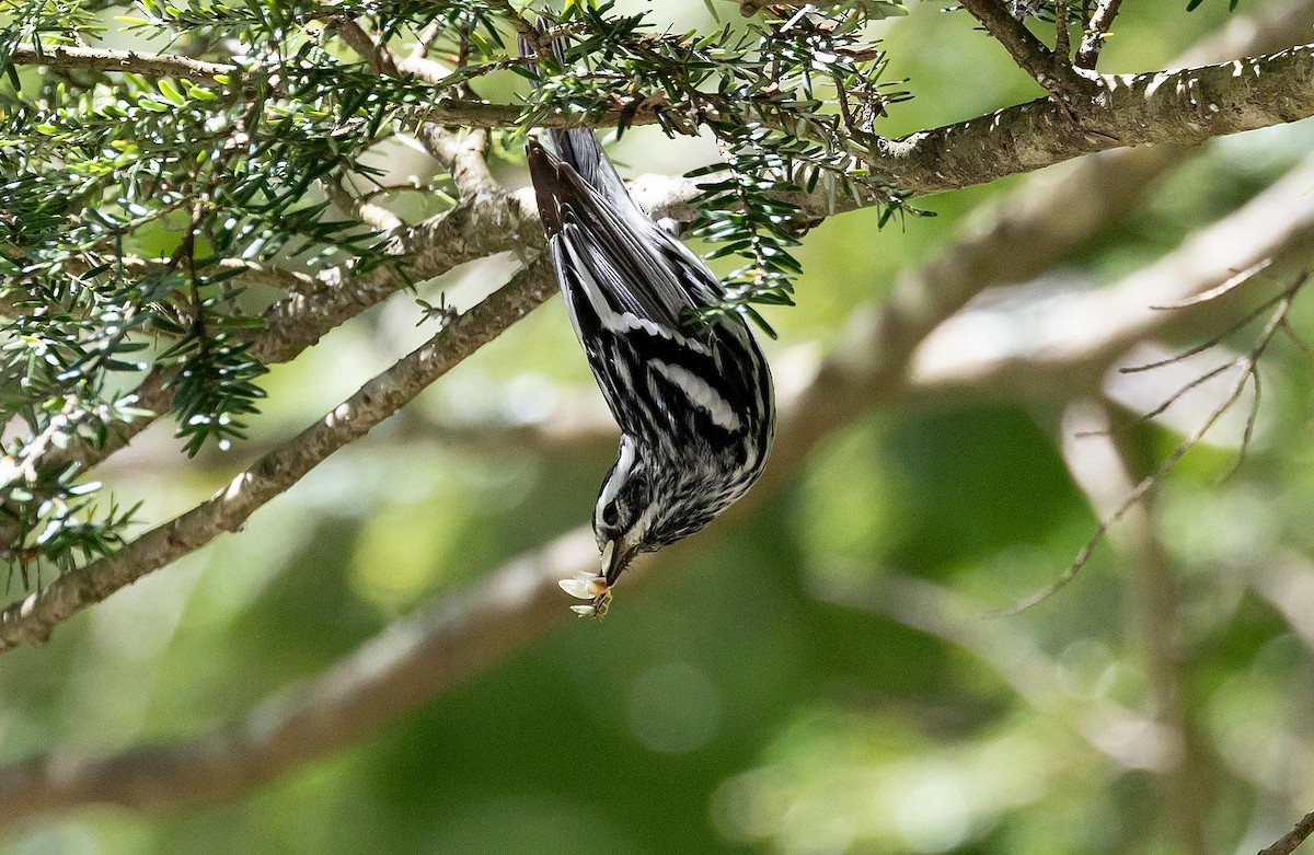 Black-and-white Warbler - ML620513688