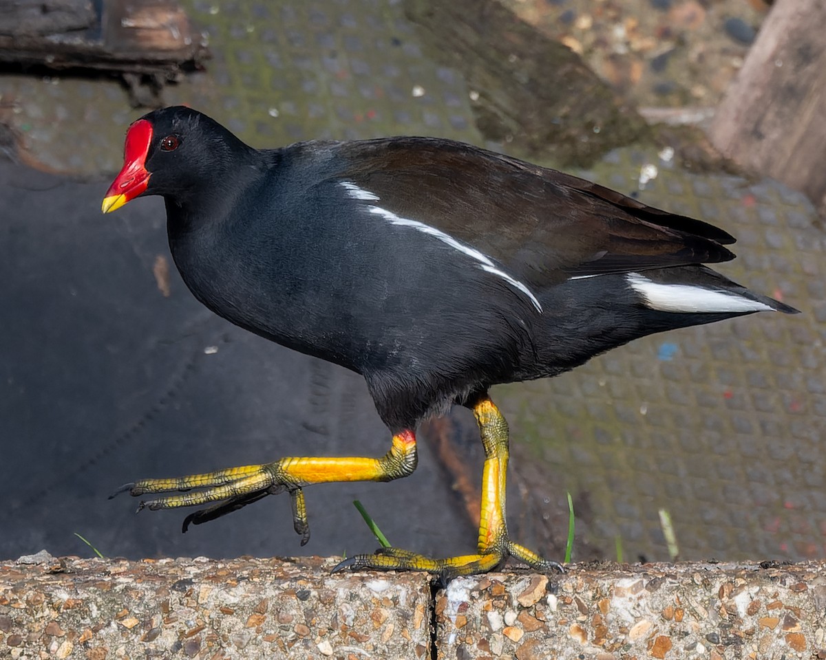 Eurasian Moorhen - ML620513691