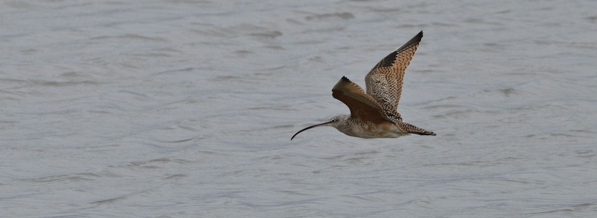 Long-billed Curlew - ML620513693