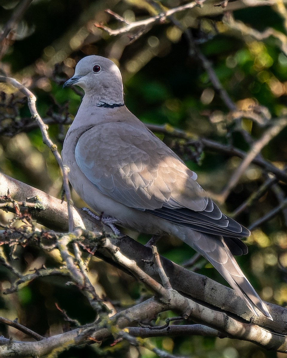 Eurasian Collared-Dove - ML620513695