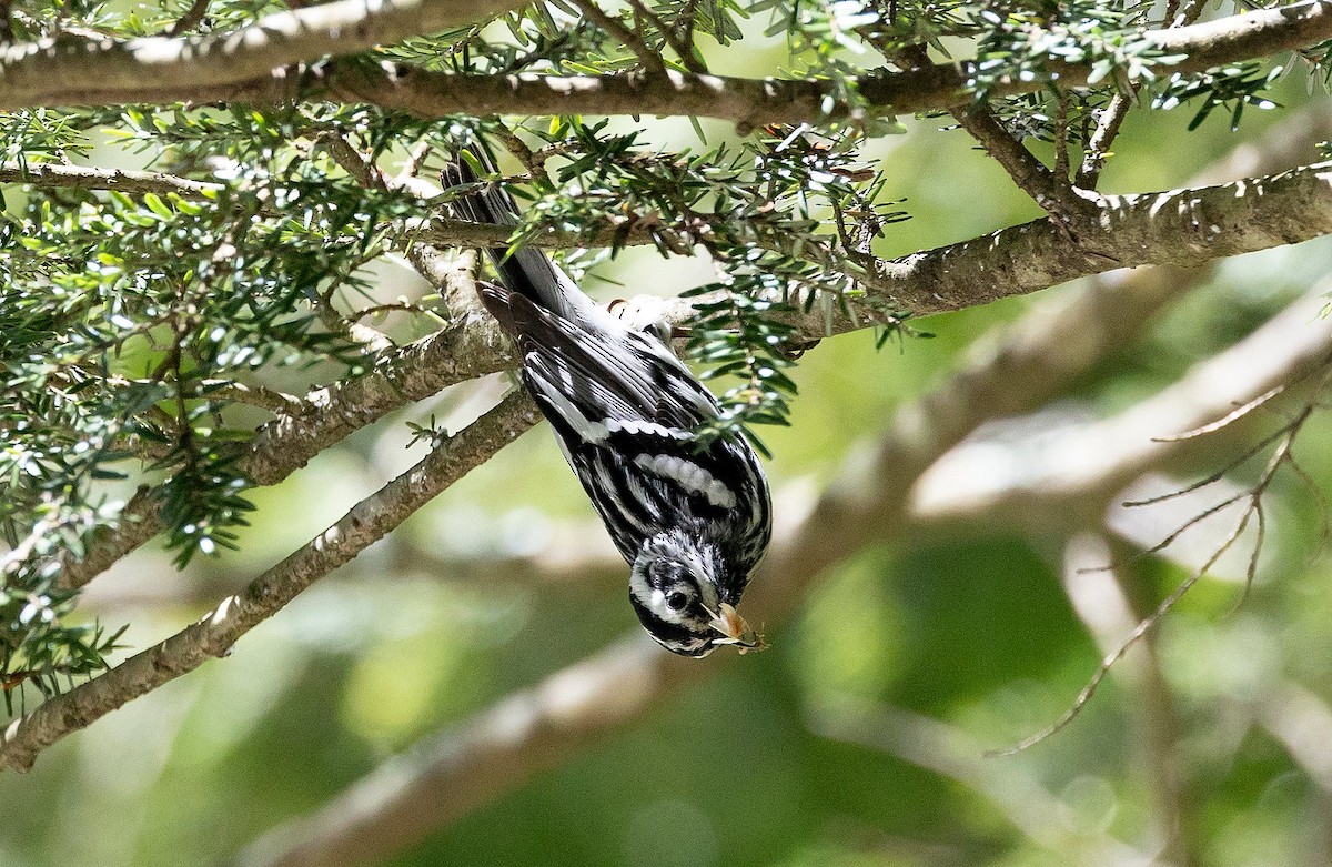 Black-and-white Warbler - ML620513696