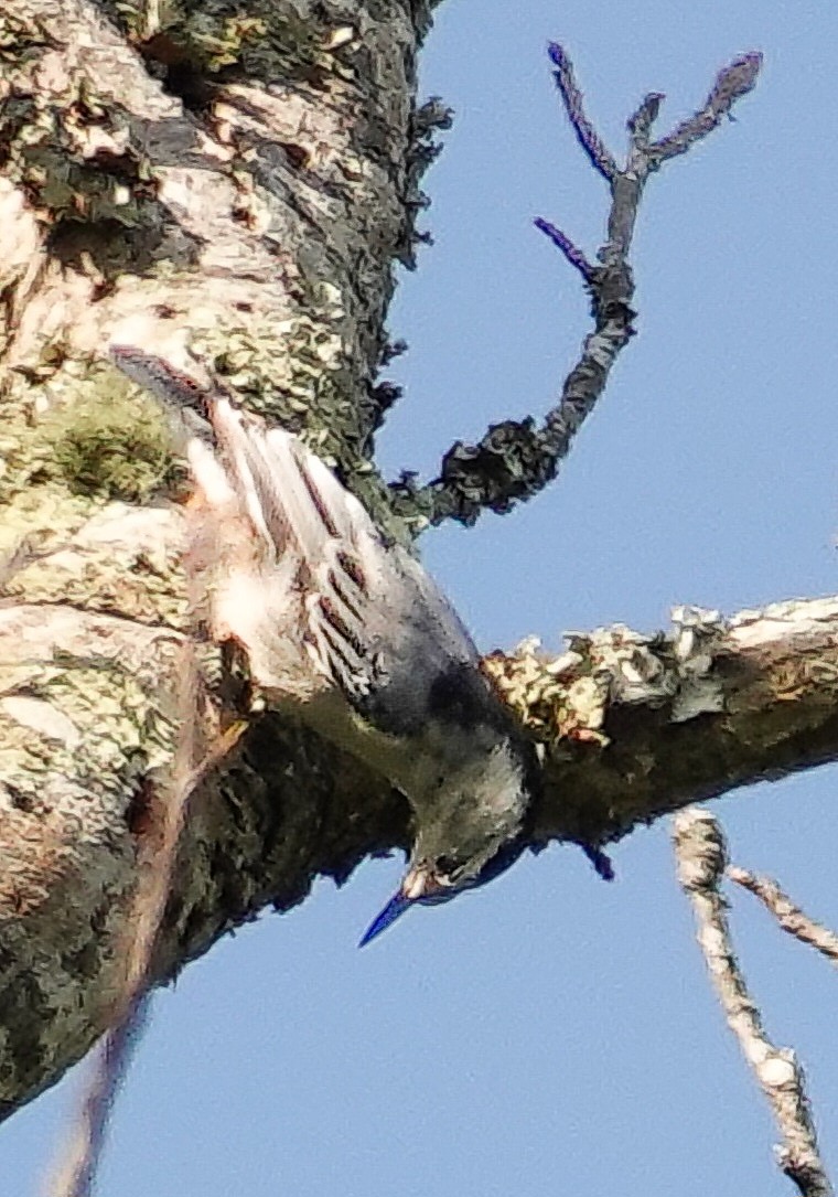 White-breasted Nuthatch - ML620513697