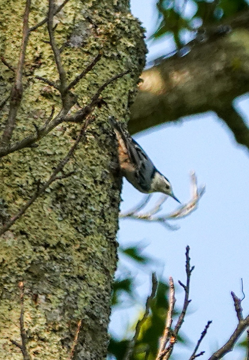 White-breasted Nuthatch - ML620513698