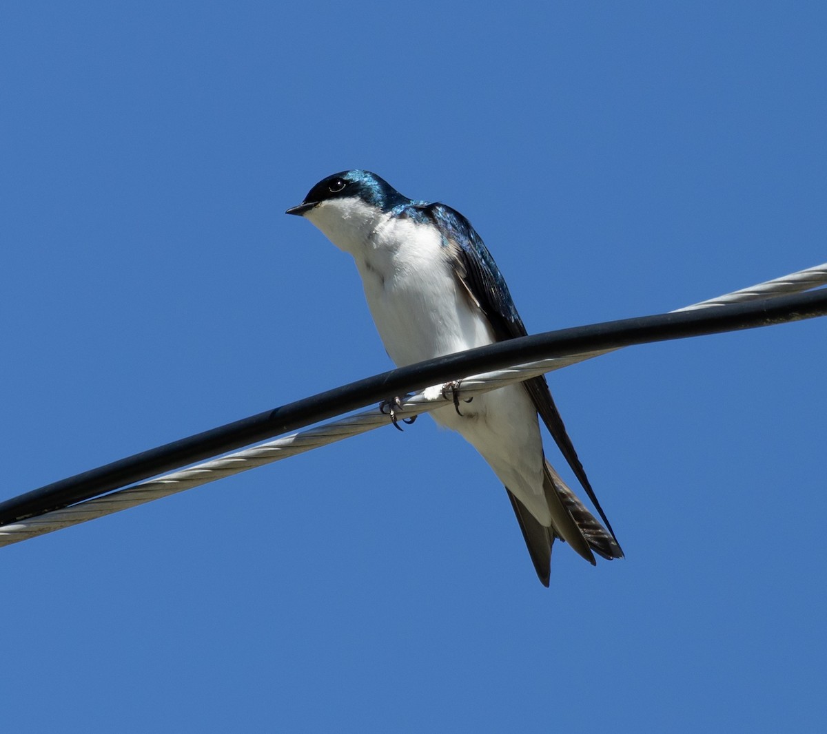 Golondrina Bicolor - ML620513701