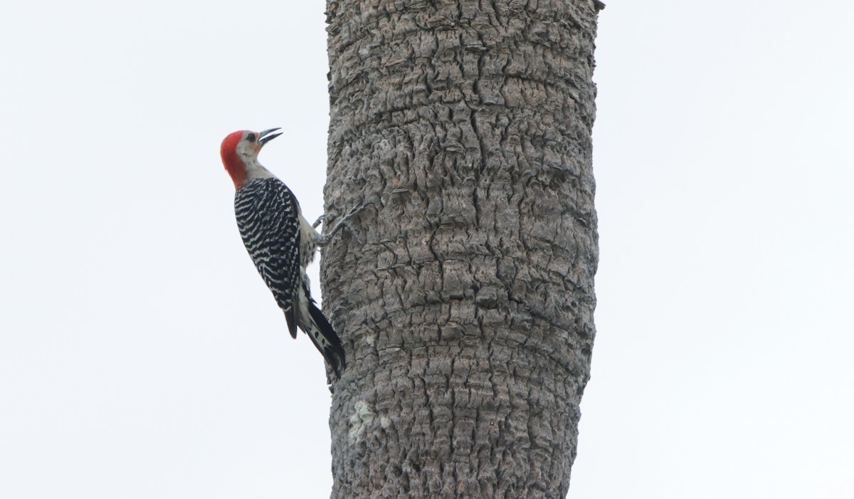 Red-bellied Woodpecker - ML620513704