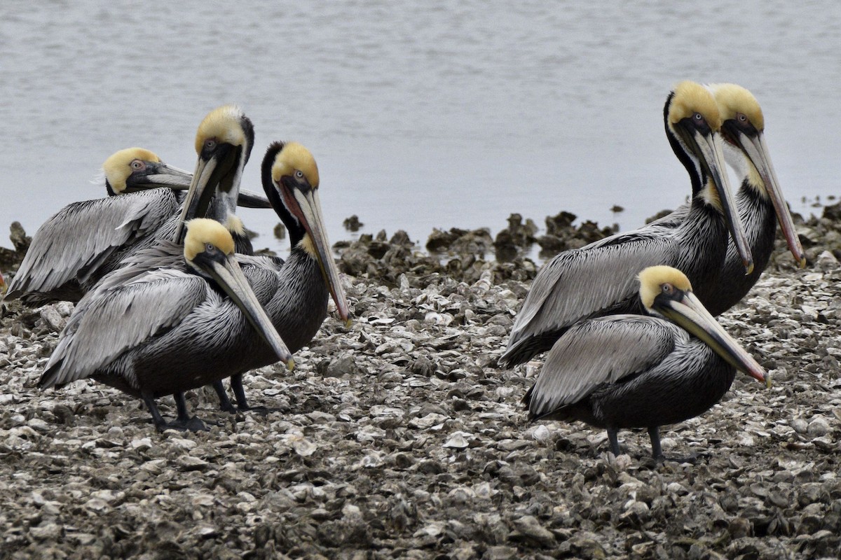 Brown Pelican - Ailes and Dodson