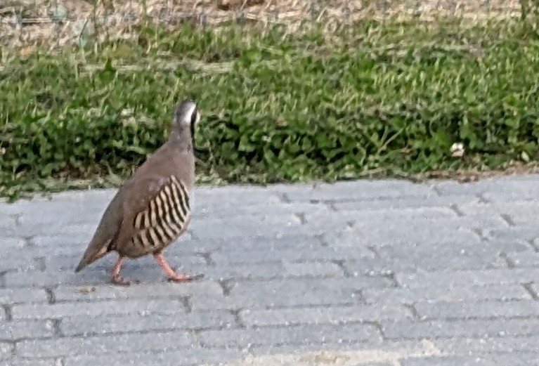 Chukar - ML620513706