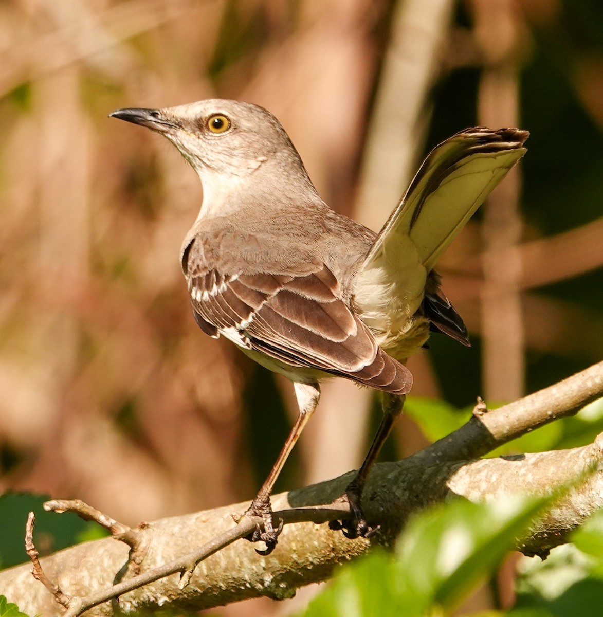 Northern Mockingbird - ML620513712