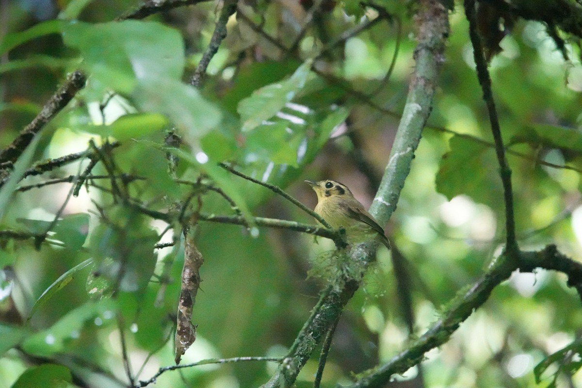 Golden-crowned Spadebill - ML620513717