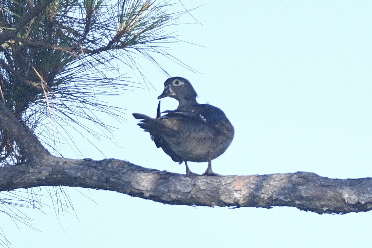 Wood Duck - jianping dong