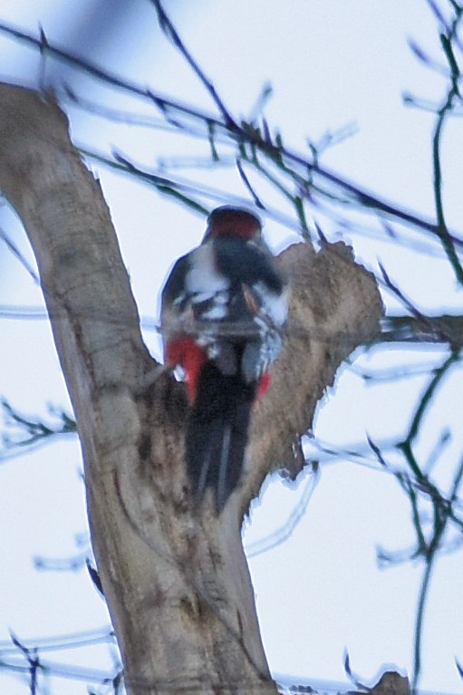 Great Spotted Woodpecker - ML620513722