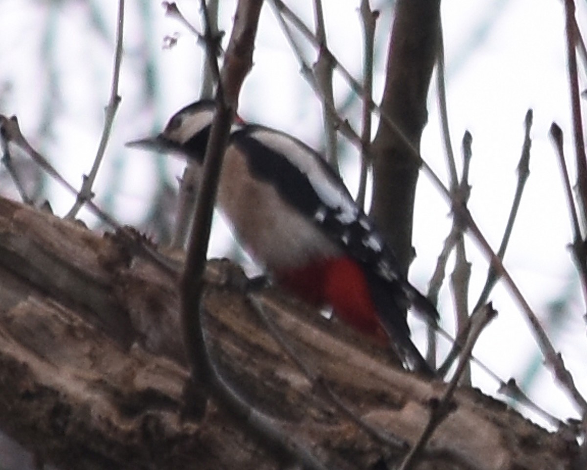 Great Spotted Woodpecker - ML620513723